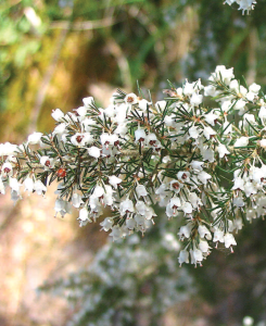 Riserva Naturale della Tenuta dei Massimi-flora-erica-arborea