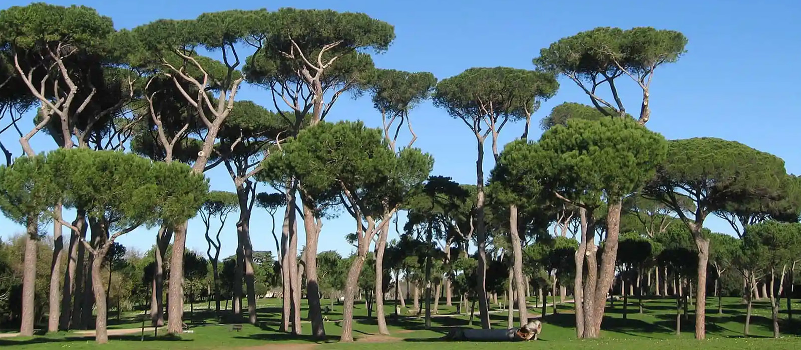 RomaNatura- Parco Regionale Urbano del Pineto