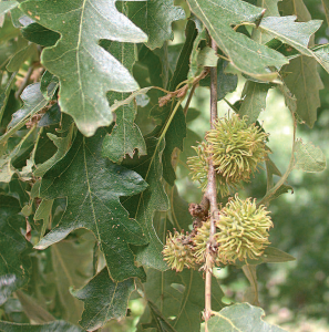 riserva-della-marcigliana-flora-il-cerro