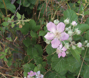  Il Sistema Biologico Frammenti di Biodiversità flora-il-rovo