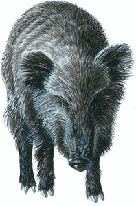 Riserva Naturale di Decima Malafede-fauna-cinghiale