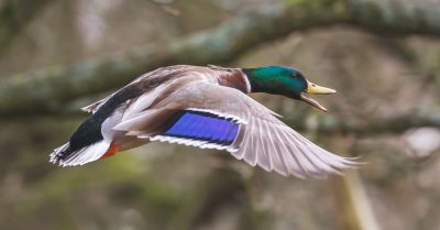 Riserva Naturale di Decima Malafede-fauna-germano-reale