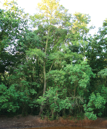 Riserva Naturale di Decima Malafede-flora-macchia-di-capocotta Riserva Naturale di Decima Malafede-flora-macchia-di-capocotta
