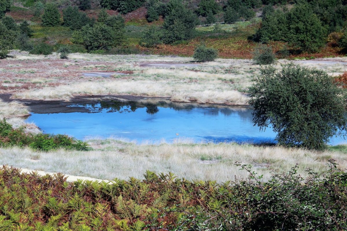 Riserva Naturale di Decima Malafede-geologia-rocce-acque-gas-3 Riserva Naturale di Decima Malafede-geologia-rocce-acque-gas-2 (1)