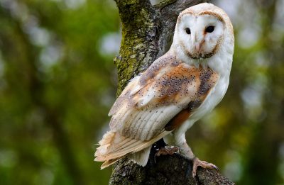 il-sistema-ecologico-roma-natura-fauna-barbagianni