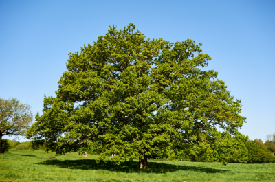 il-sistema-ecologico-roma-natura-flora-farnia-2