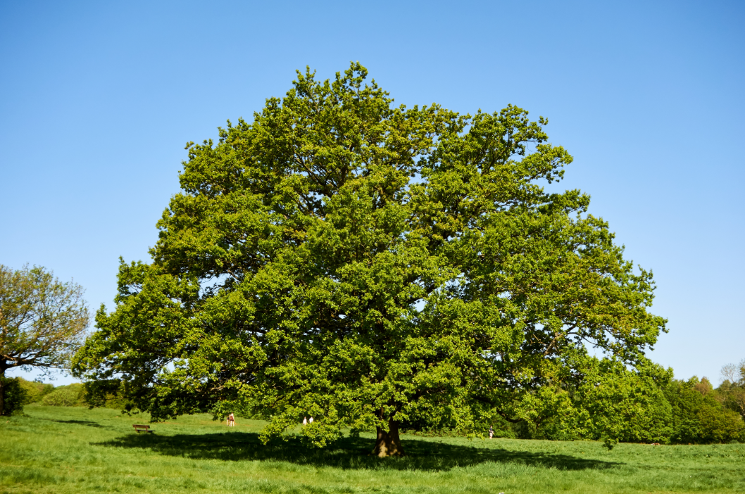 Farnia (Quercus robur) il-sistema-ecologico-roma-natura-flora-farnia-2