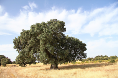 il-sistema-ecologico-roma-natura-flora-leccio-2