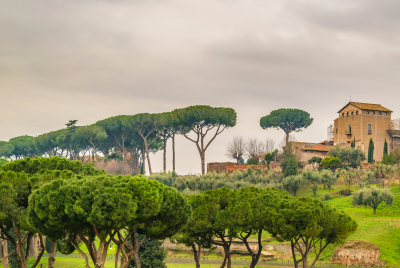 il-sistema-ecologico-roma-natura-flora-pino-marittimo-roma