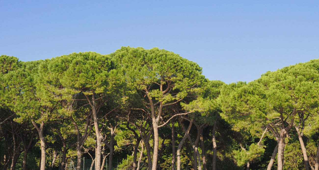 il-sistema-ecologico-roma-natura-flora-pinus-pinea-pino
