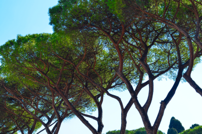 il-sistema-ecologico-roma-natura-flora-pinus-pinea-pino-marittimo