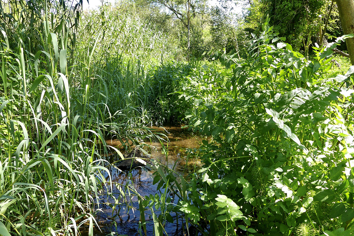 Riserva-Naturale-del-Laurentino-Acqua-Acetosa-Caratteristiche-2