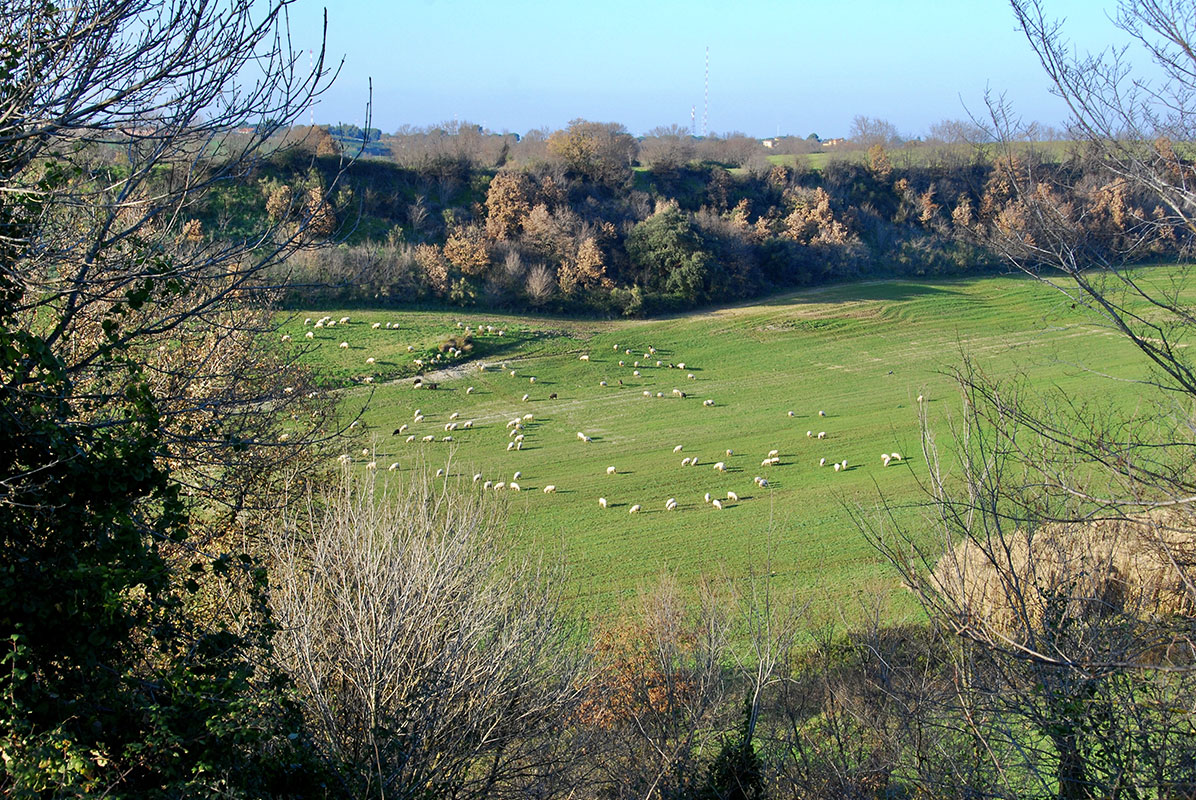Caratteristiche-Monumento-Naturale-Tenuta-di-Mazzalupetto-1