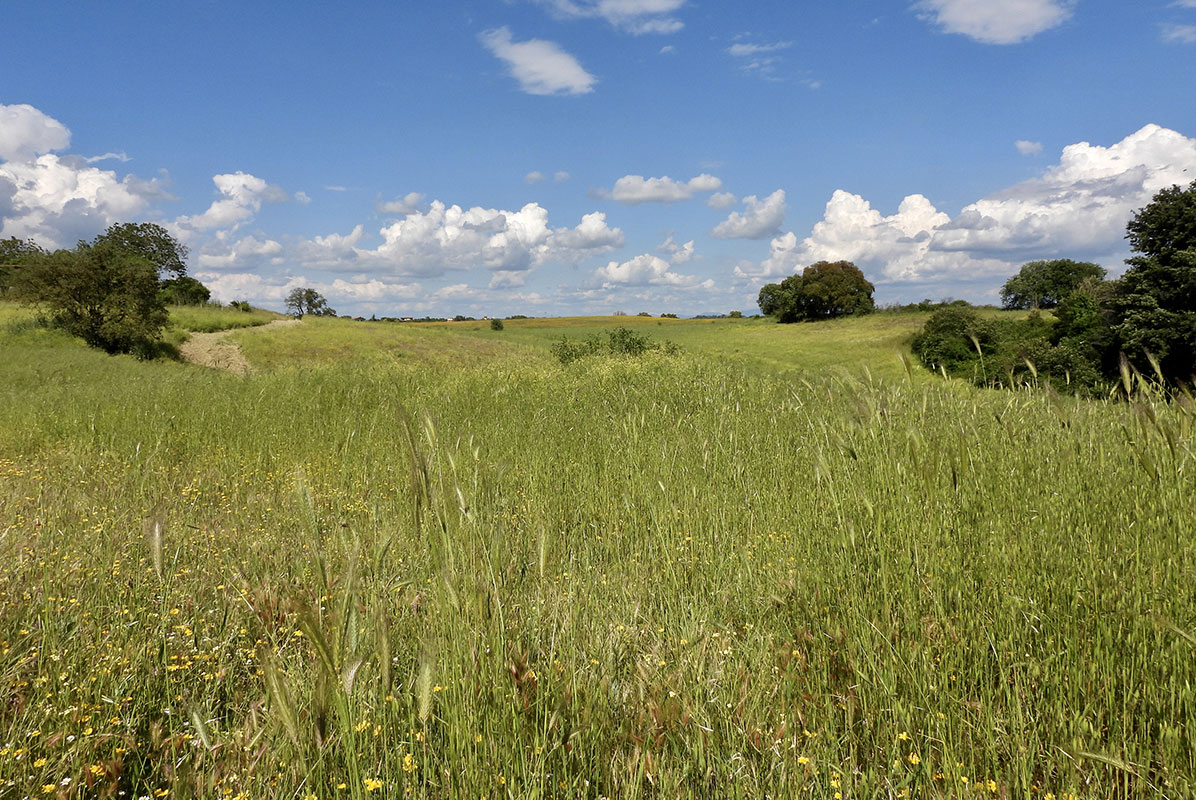 Caratteristiche-Monumento-Naturale-Tenuta-di-Mazzalupetto